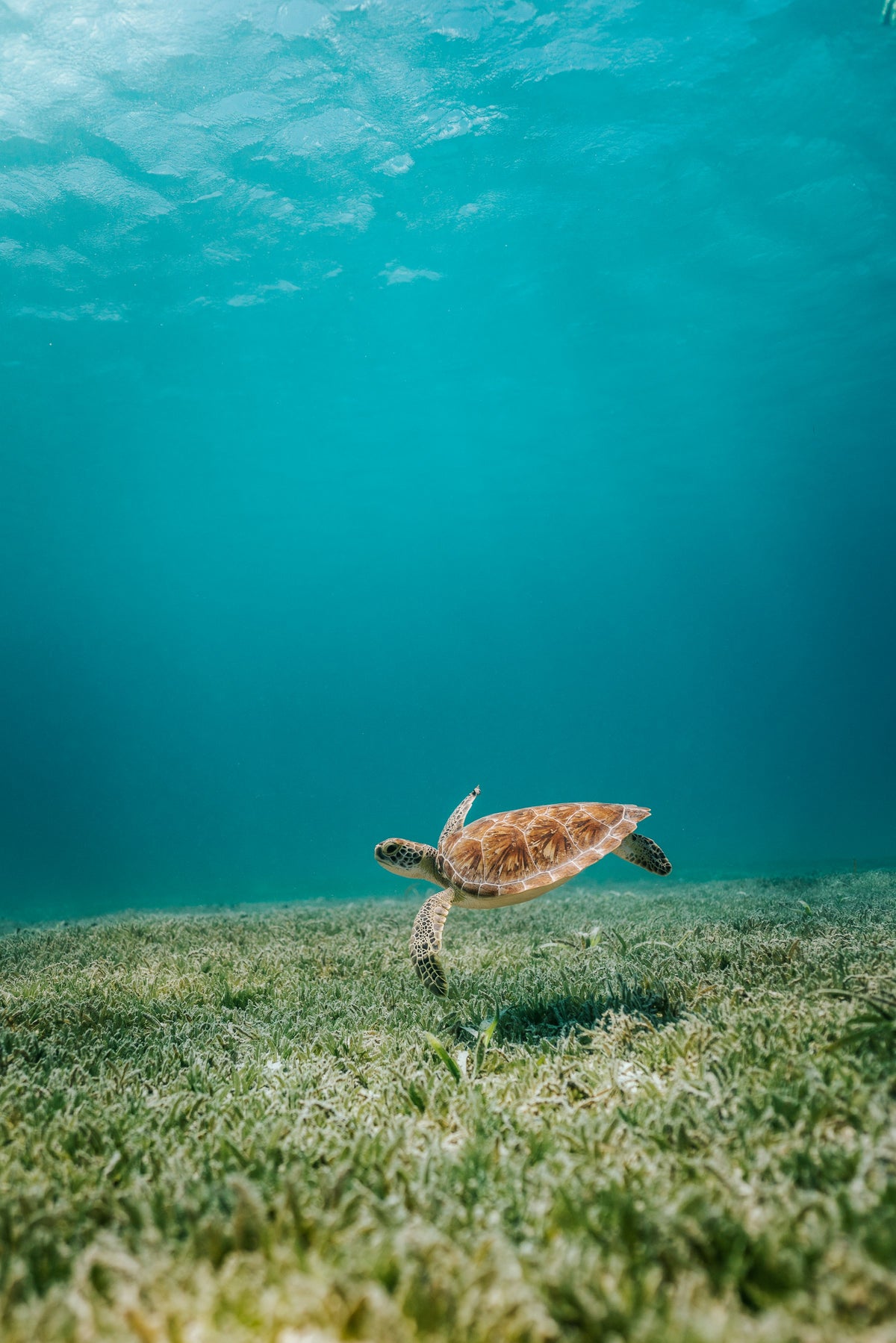Sea turtle over seagrass, Aruba