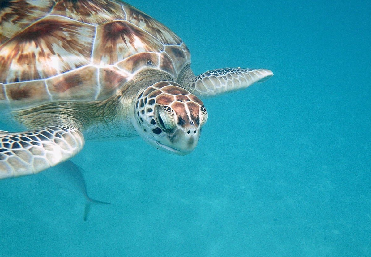Sea turtle in clear water, Barbados