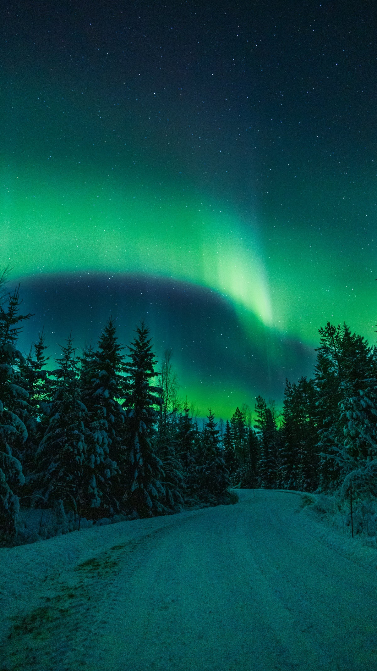 Noorderlicht boven een besneeuwd bos, Finland