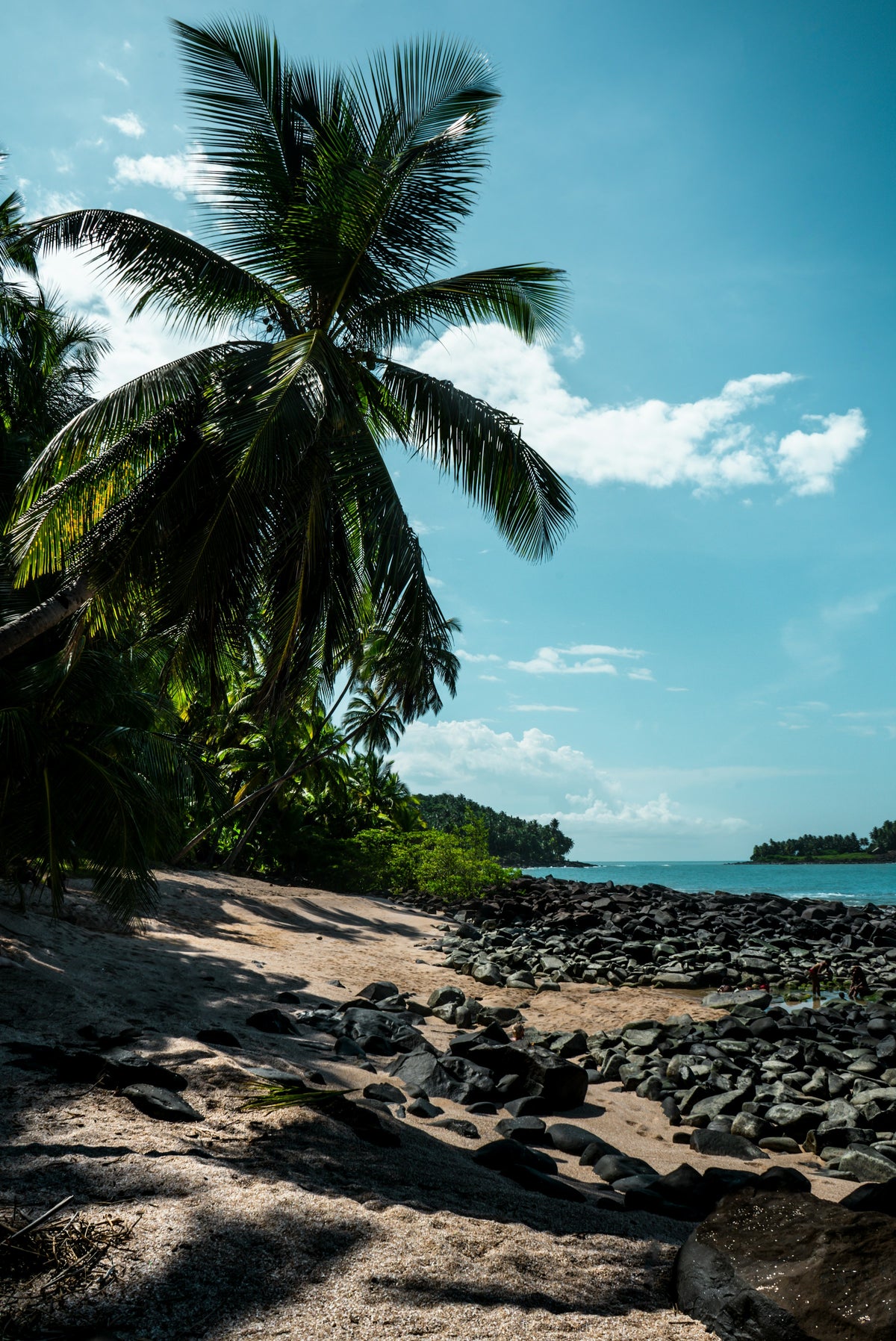 Palm tree on a rocky coast, French Guiana