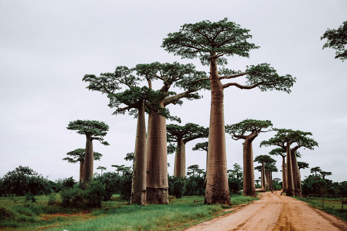 Avenue of the Baobabs, Madagascar