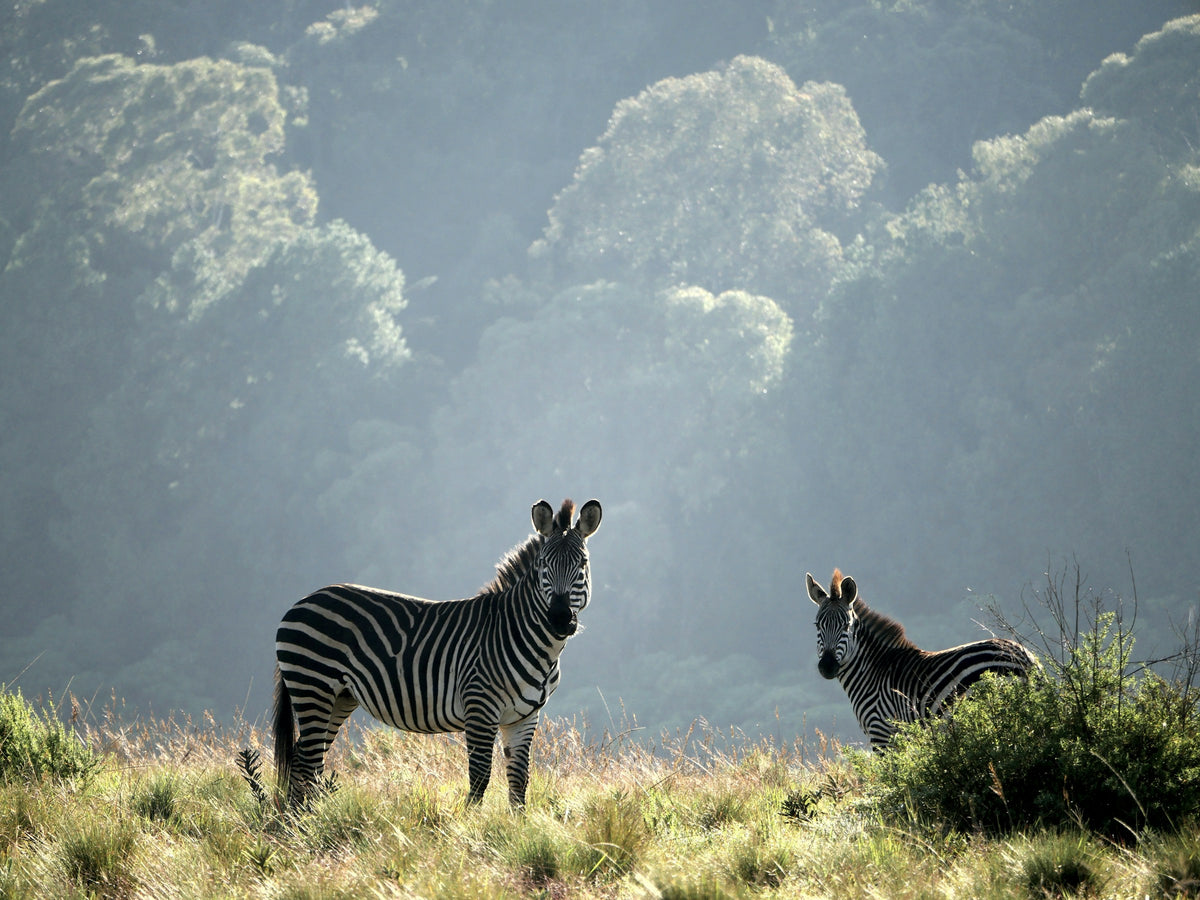 Zebras in the grass, Malawi