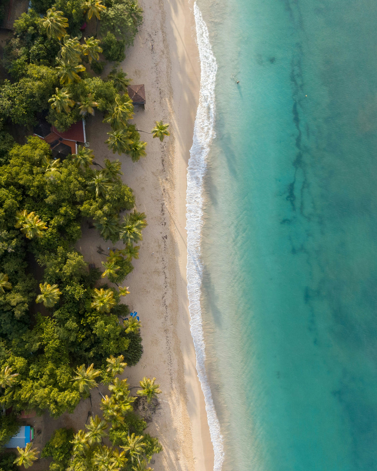 Beach and forest from above, Martinique