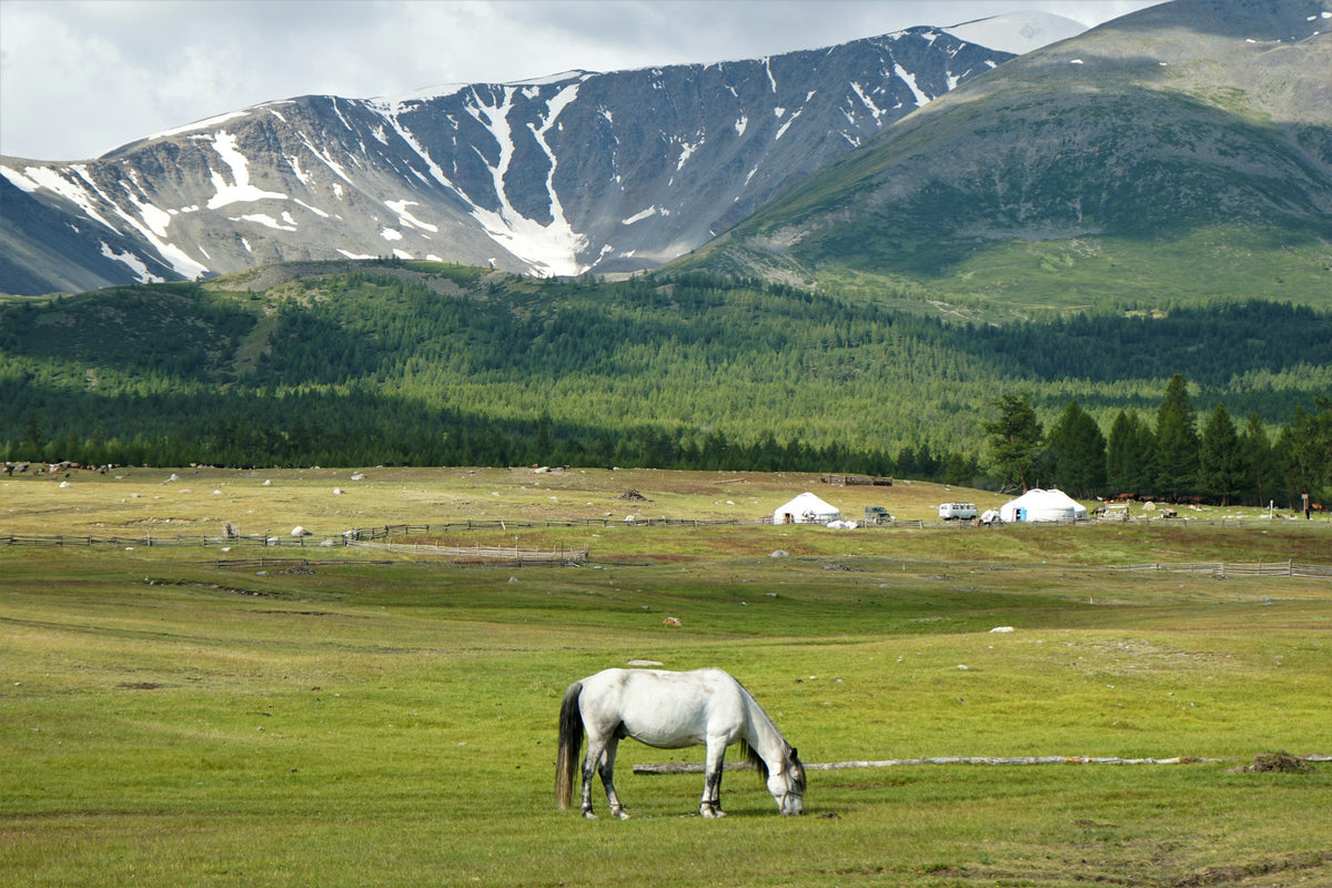 Horse on the green steppe, Mongolia