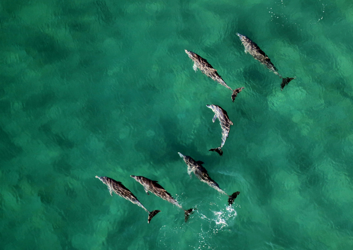 Dolphins in green water from above, Mozambique