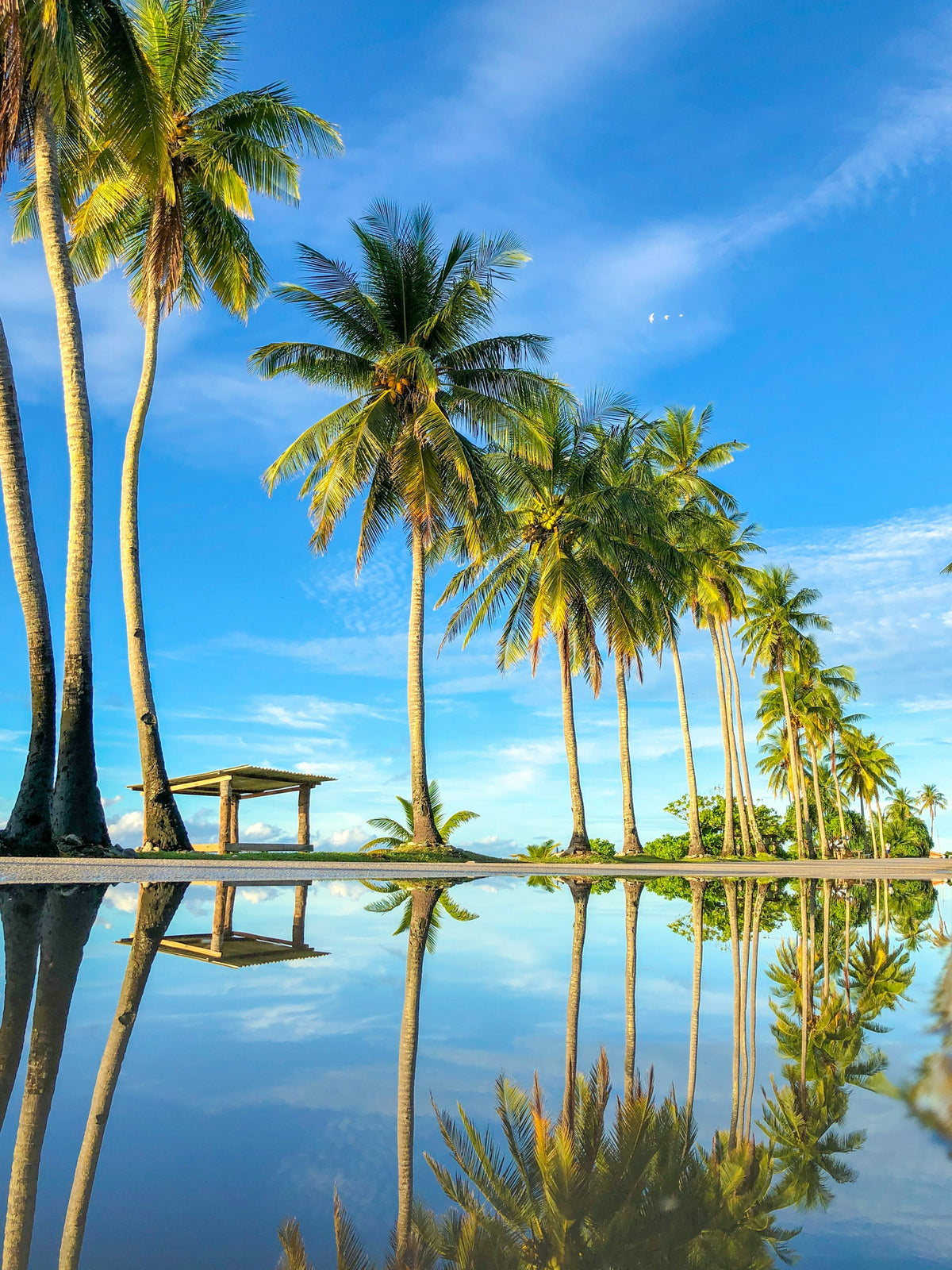 Palm trees by the water, Nauru