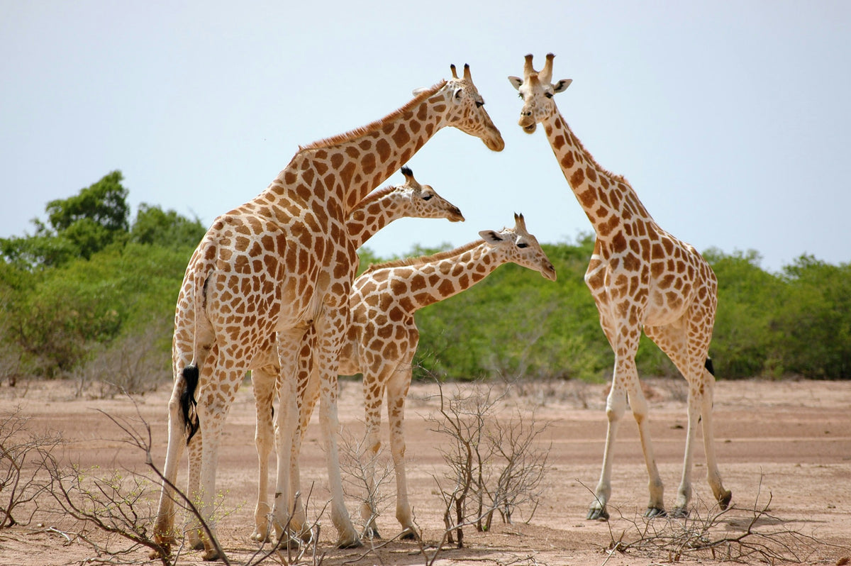 Giraffes in the savanna, Niger