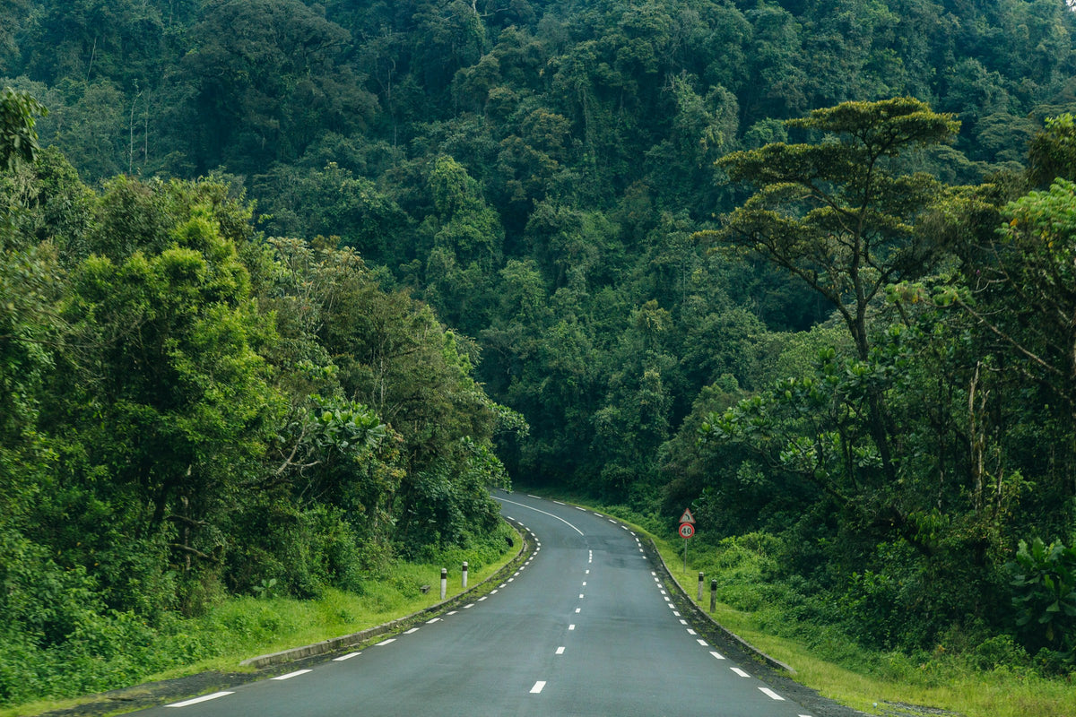 Road through the rainforest, Rwanda