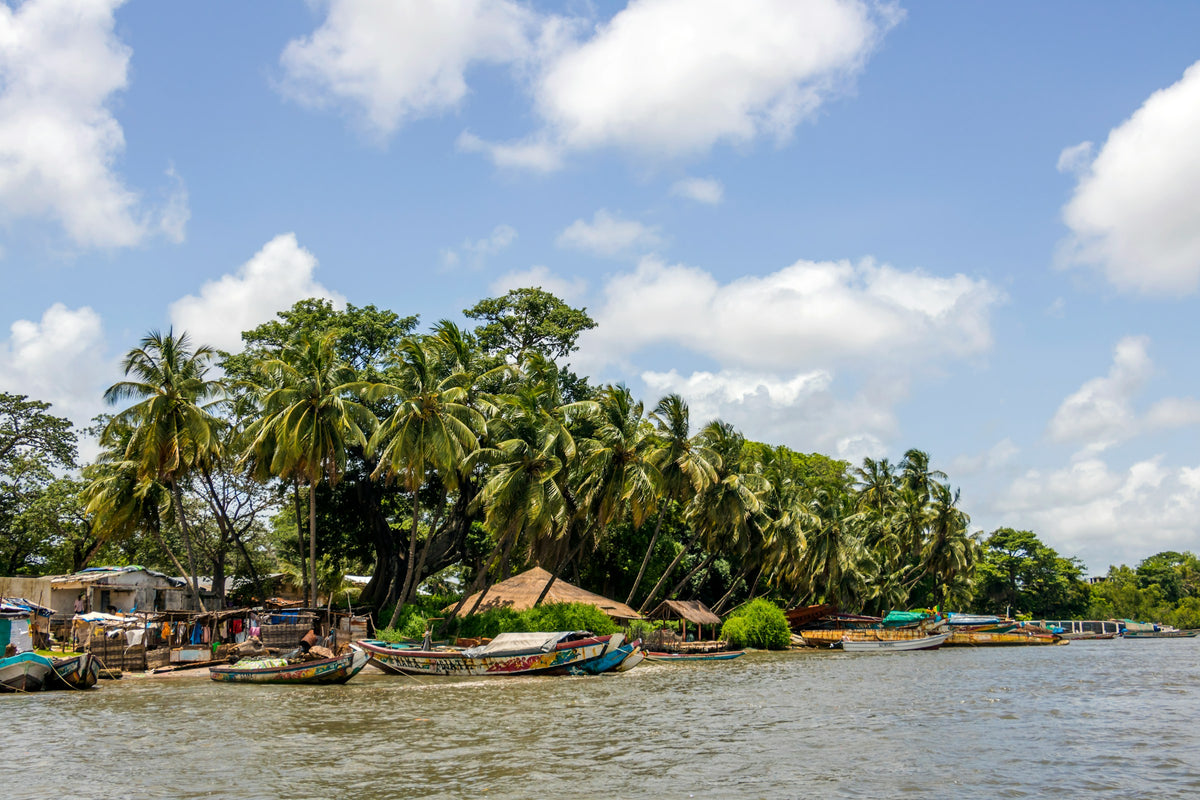 Palm trees along a river, Senegal