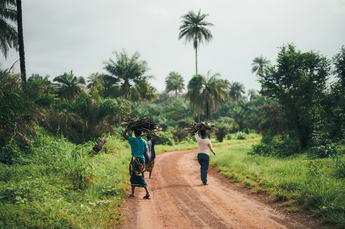 Dirt road with palm trees, Sierra Leone