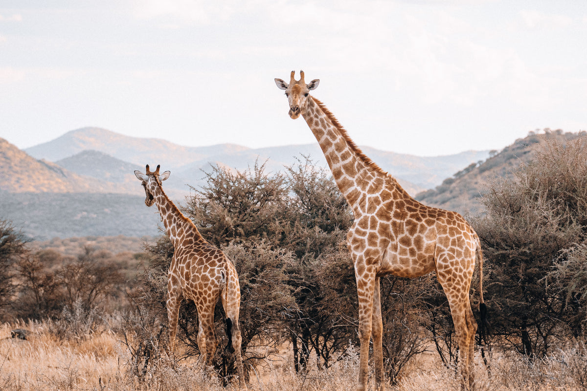 South Africa