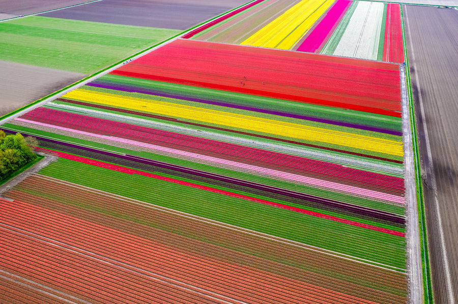 Rijen rode, gele en roze tulpen in de bollenvelden, van bovenaf gezien