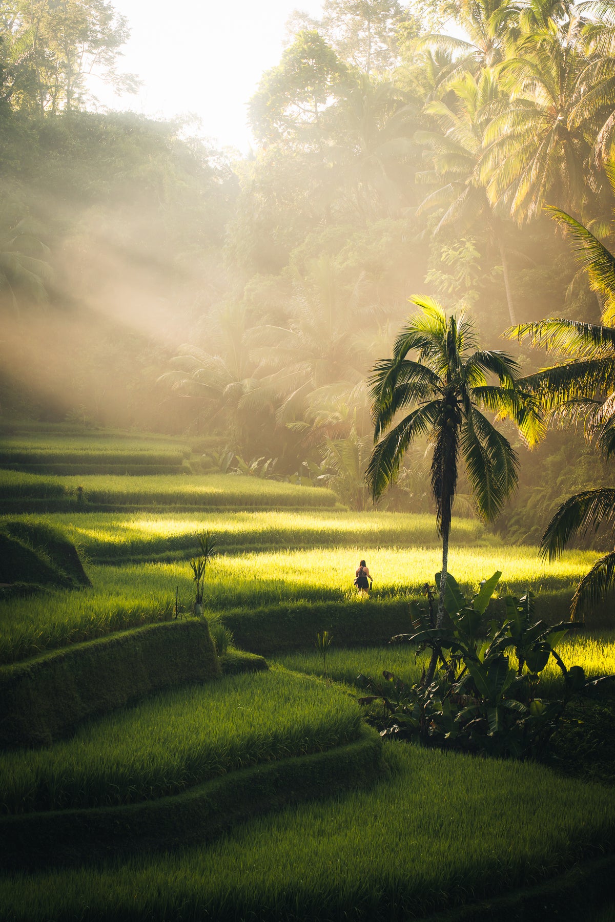 Rice terraces with palm trees in the morning mist near Ubud