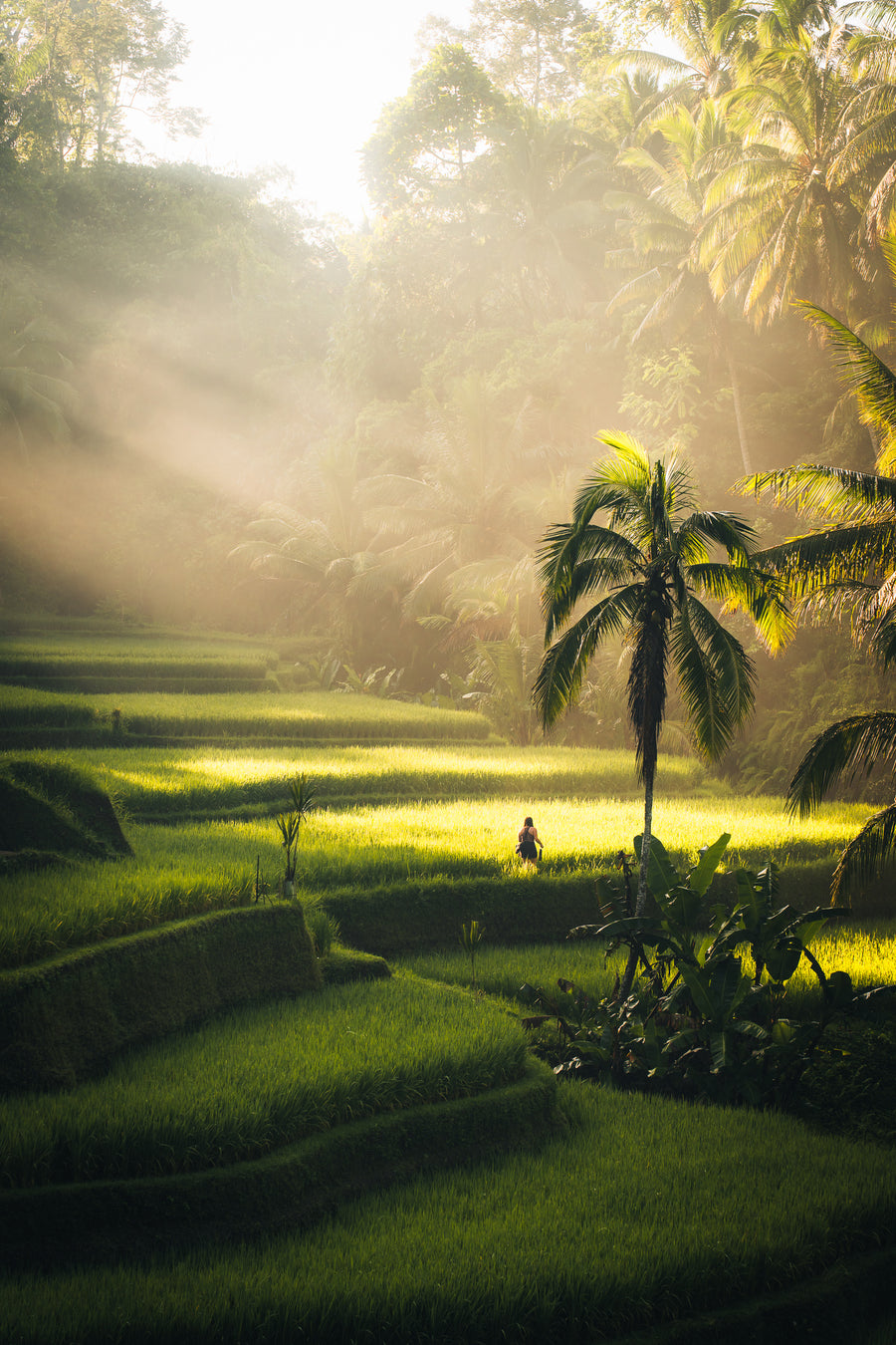 Rice terraces with palm trees in the morning mist near Ubud