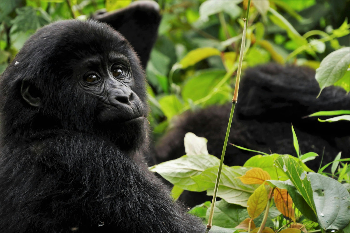 Mountain gorilla in the forest, Uganda