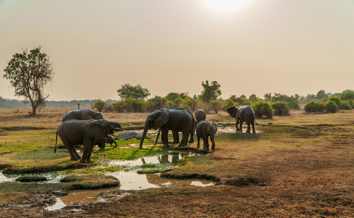 Elephants at a waterhole, Zambia