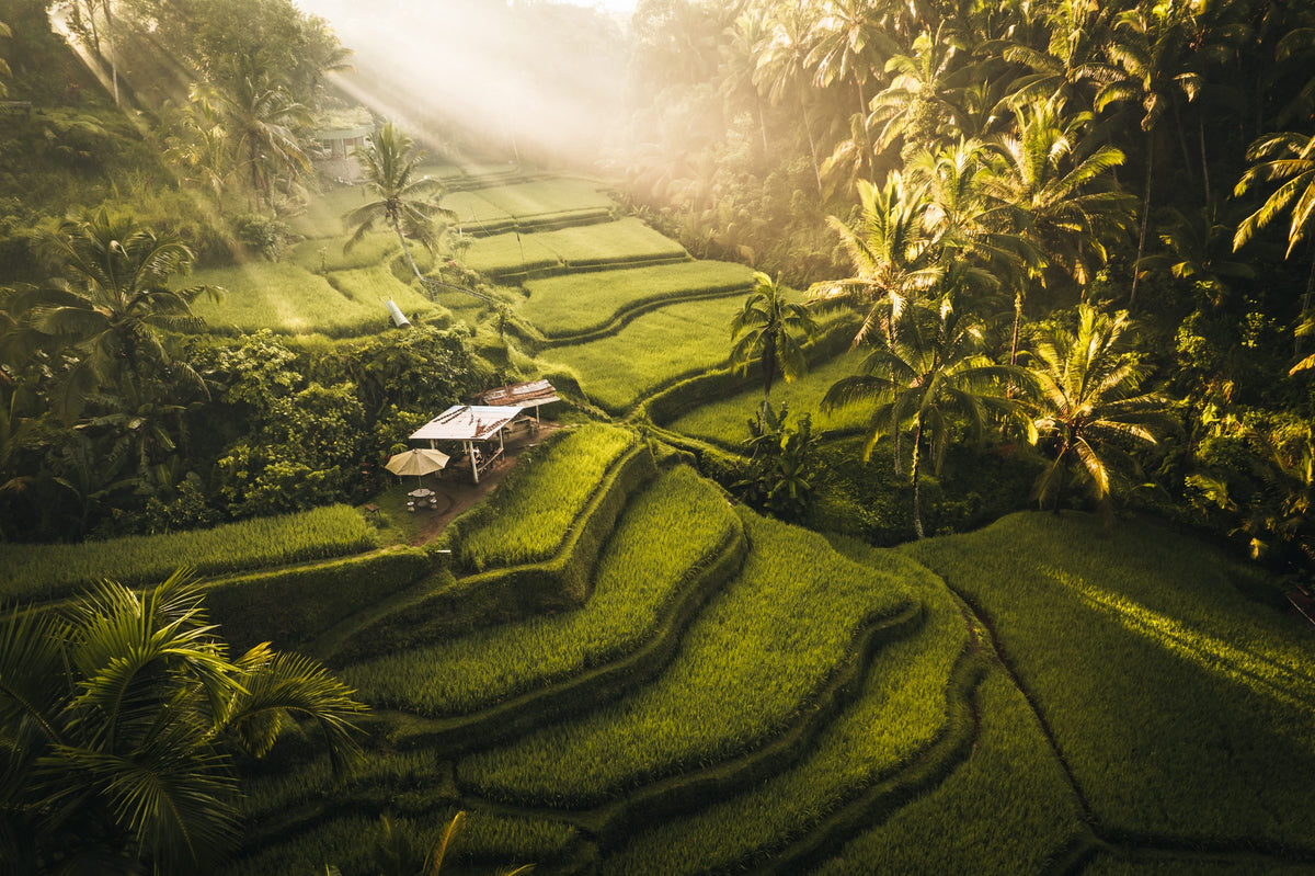 Rice terraces and palm trees in morning light, Bali