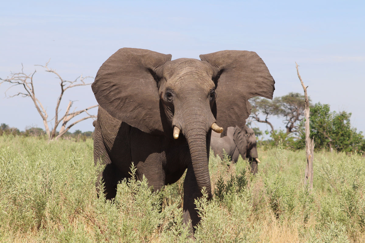 Elephant in the savanna, Botswana