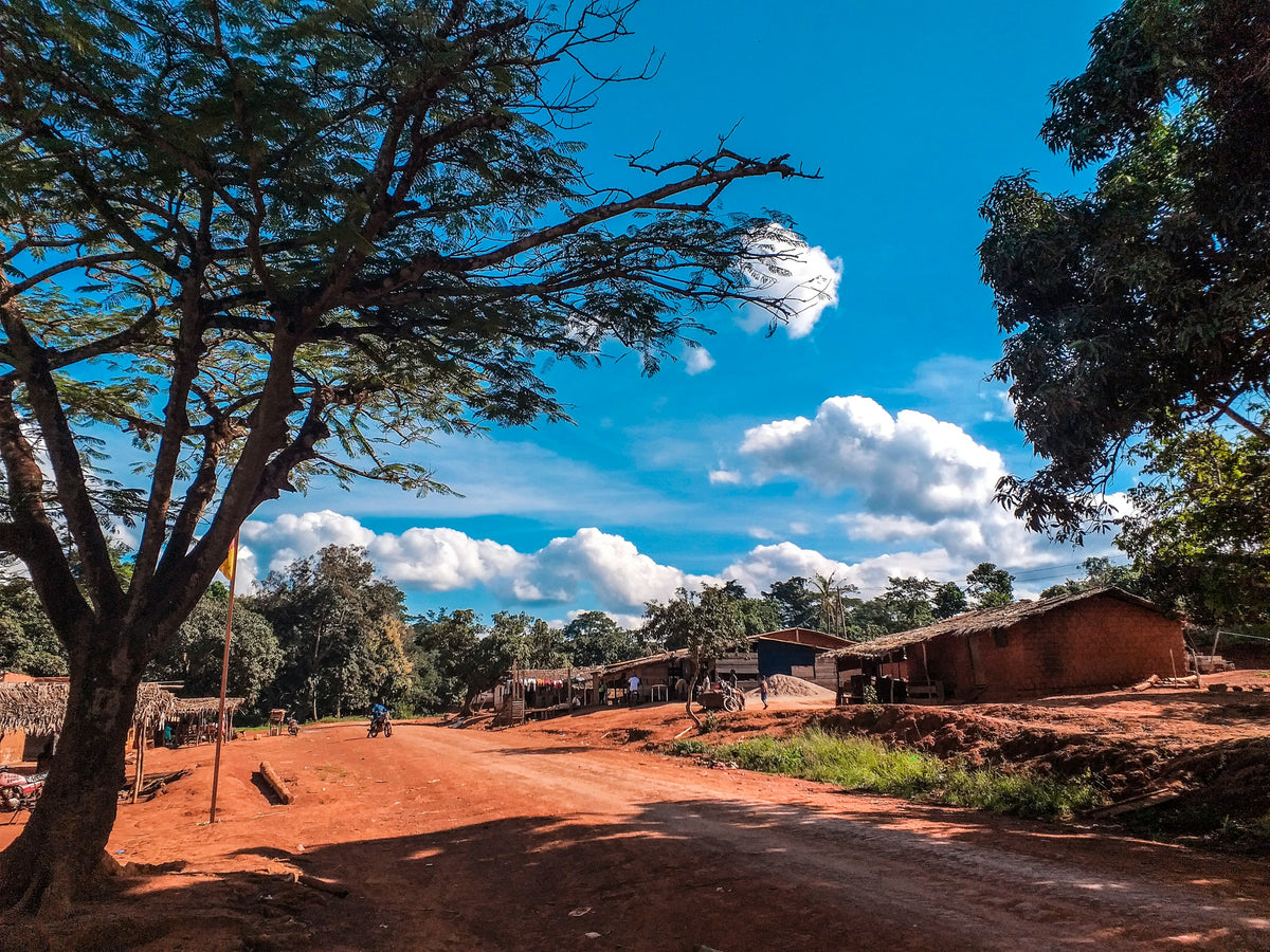 Tree on a red dirt road, Cameroon