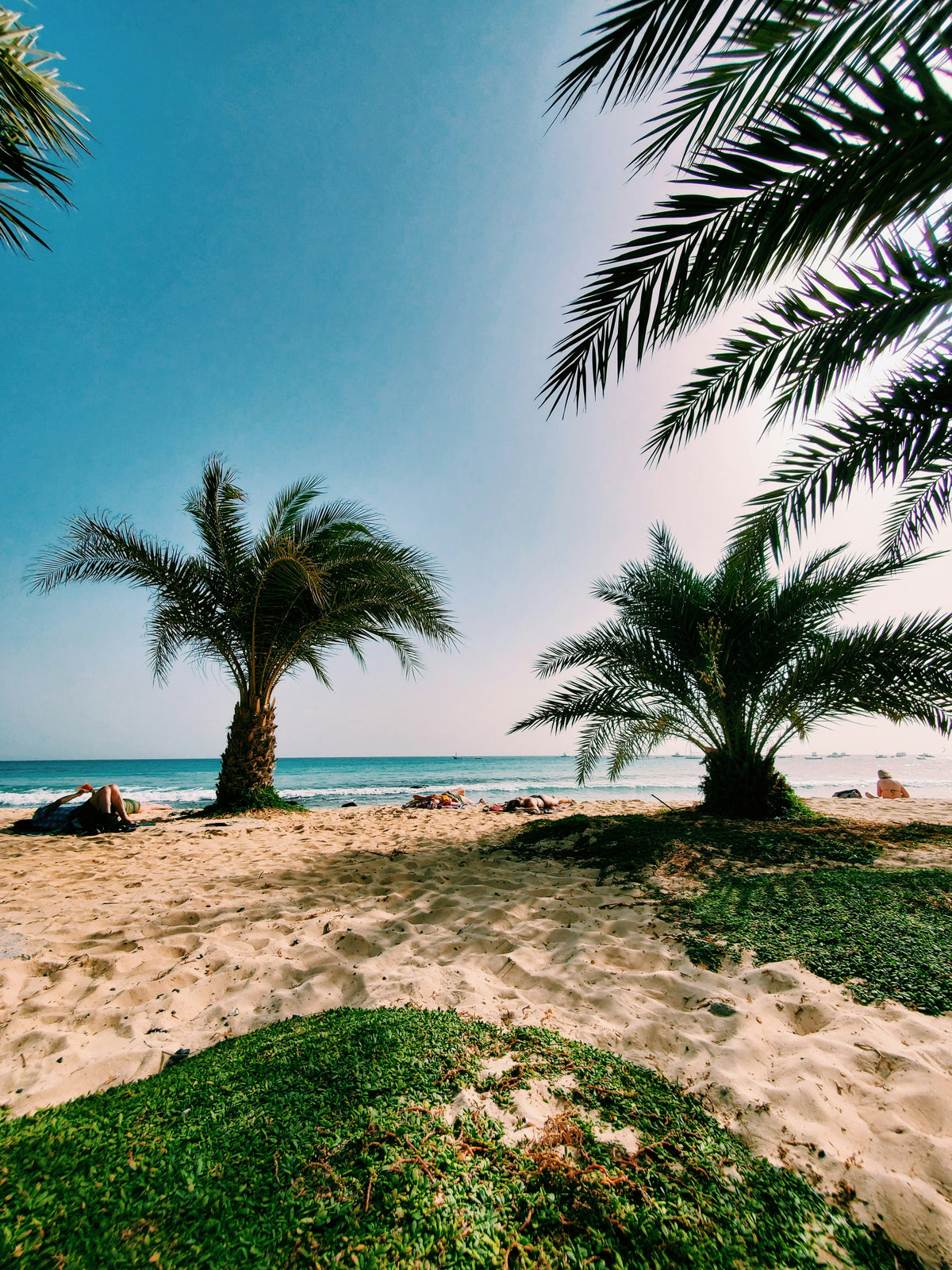 Palm trees on a sandy beach, Cape Verde