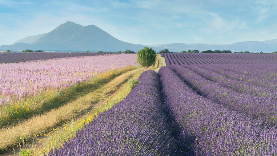 Rows of purple lavender in a field in Provence, with a mountain behind