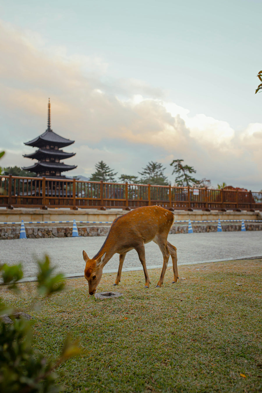 A deer grazing in Nara Park with the pagoda of Kofuku-ji behind it