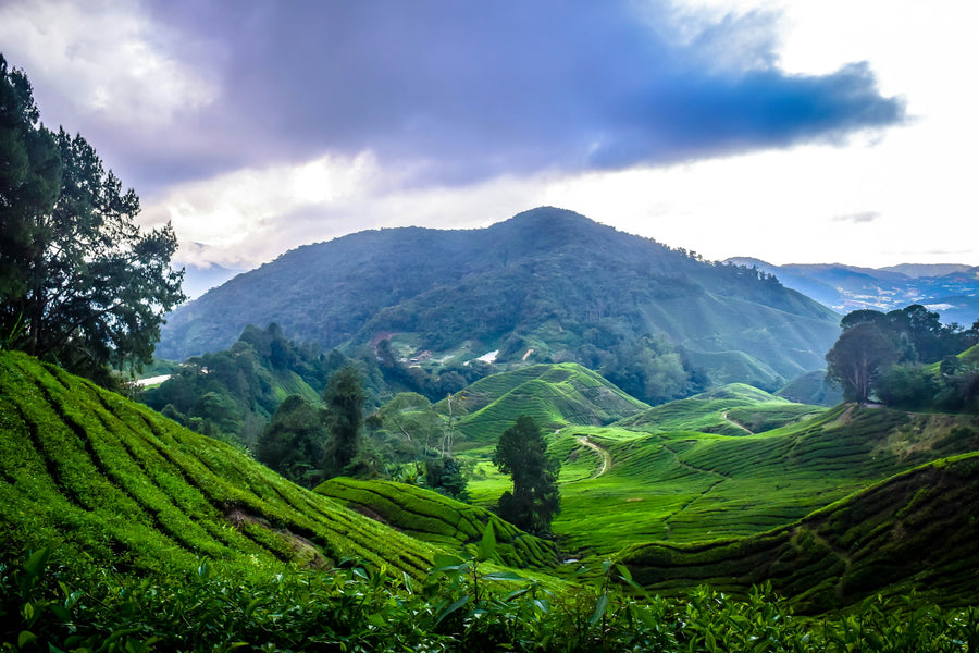 Rolling green tea plantations in the Cameron Highlands